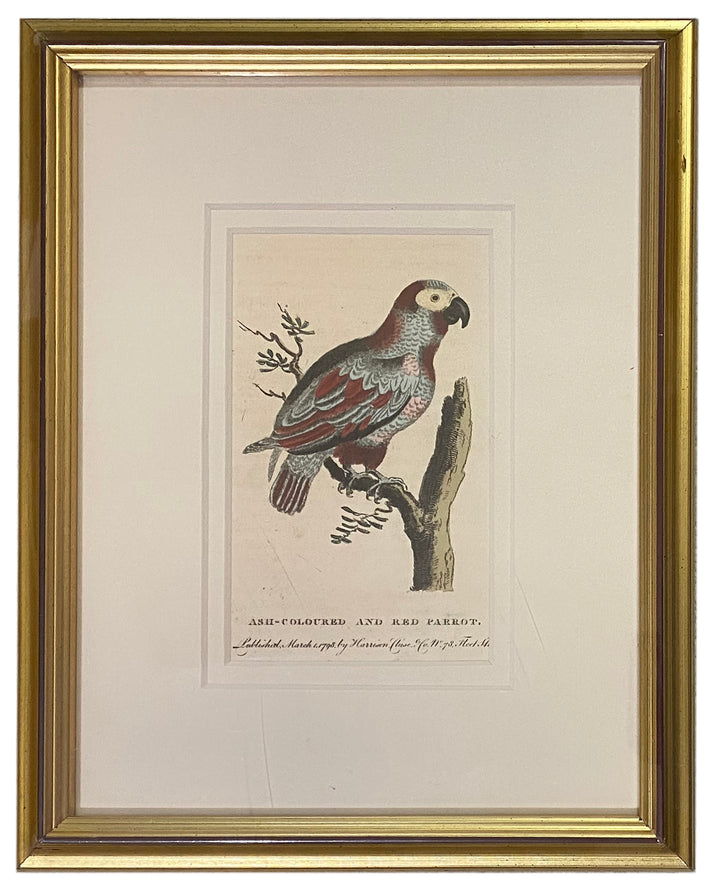 Early 19th Century Engraving - Birds