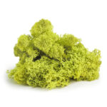 Reindeer Moss - 120 cu in