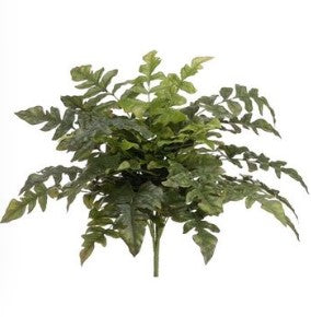 Royal Fern Bush 21 inch