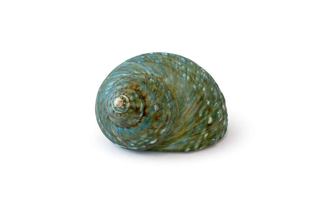 Natural Turbo Jade Burgess Shell