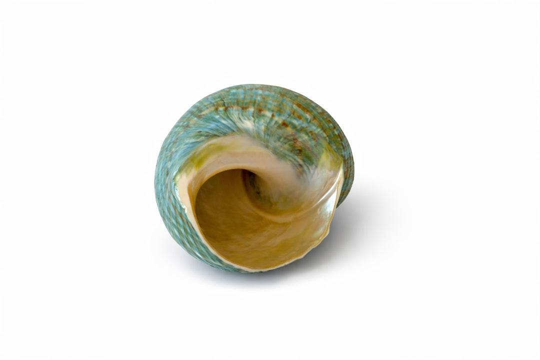 Natural Turbo Jade Burgess Shell