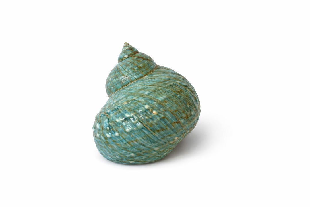 Natural Turbo Jade Burgess Shell