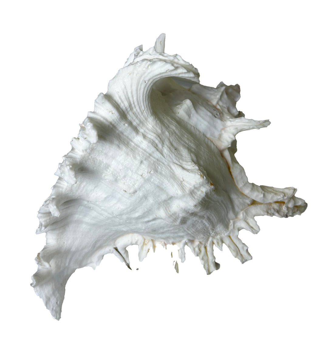 Ramosus Conch Shell