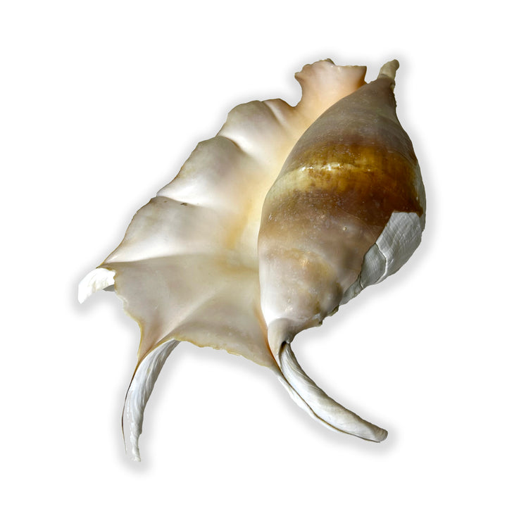 Seba's Spider Conch