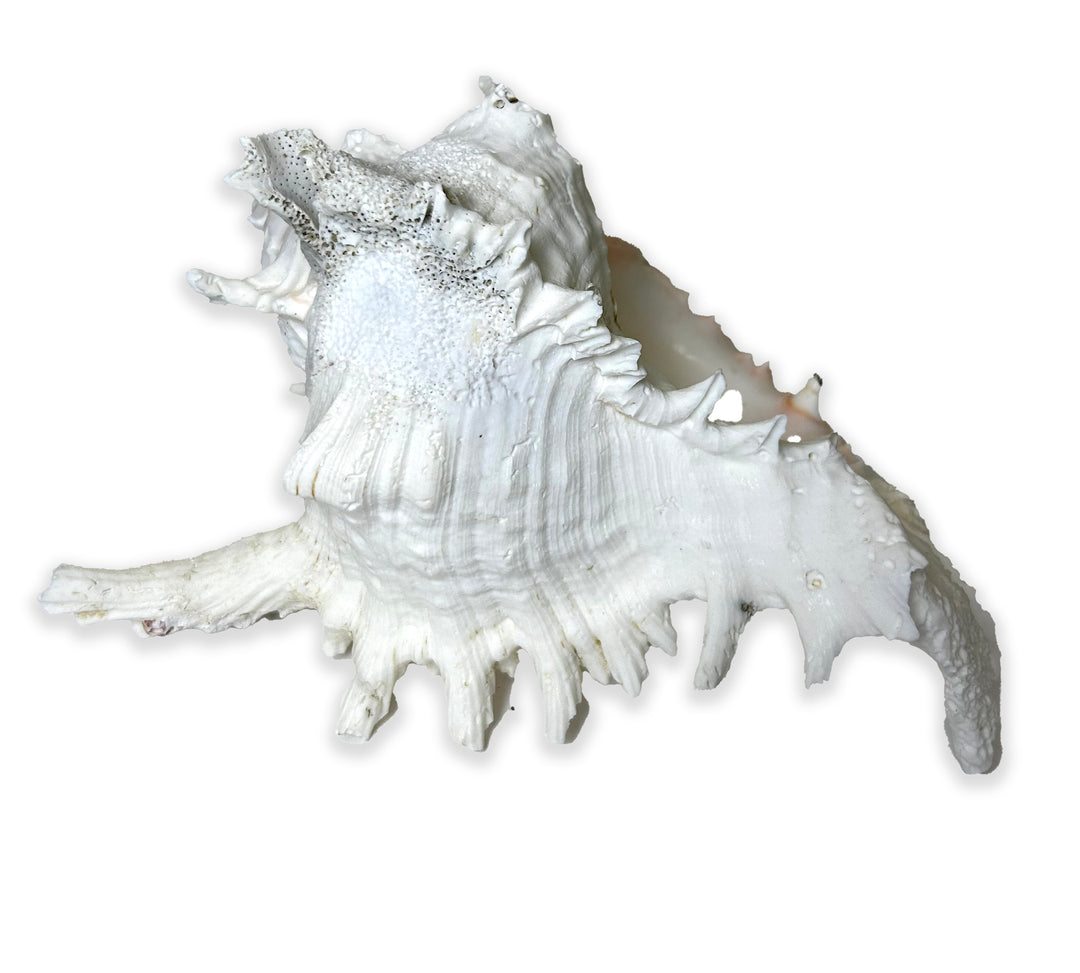Ramosus Conch Shell
