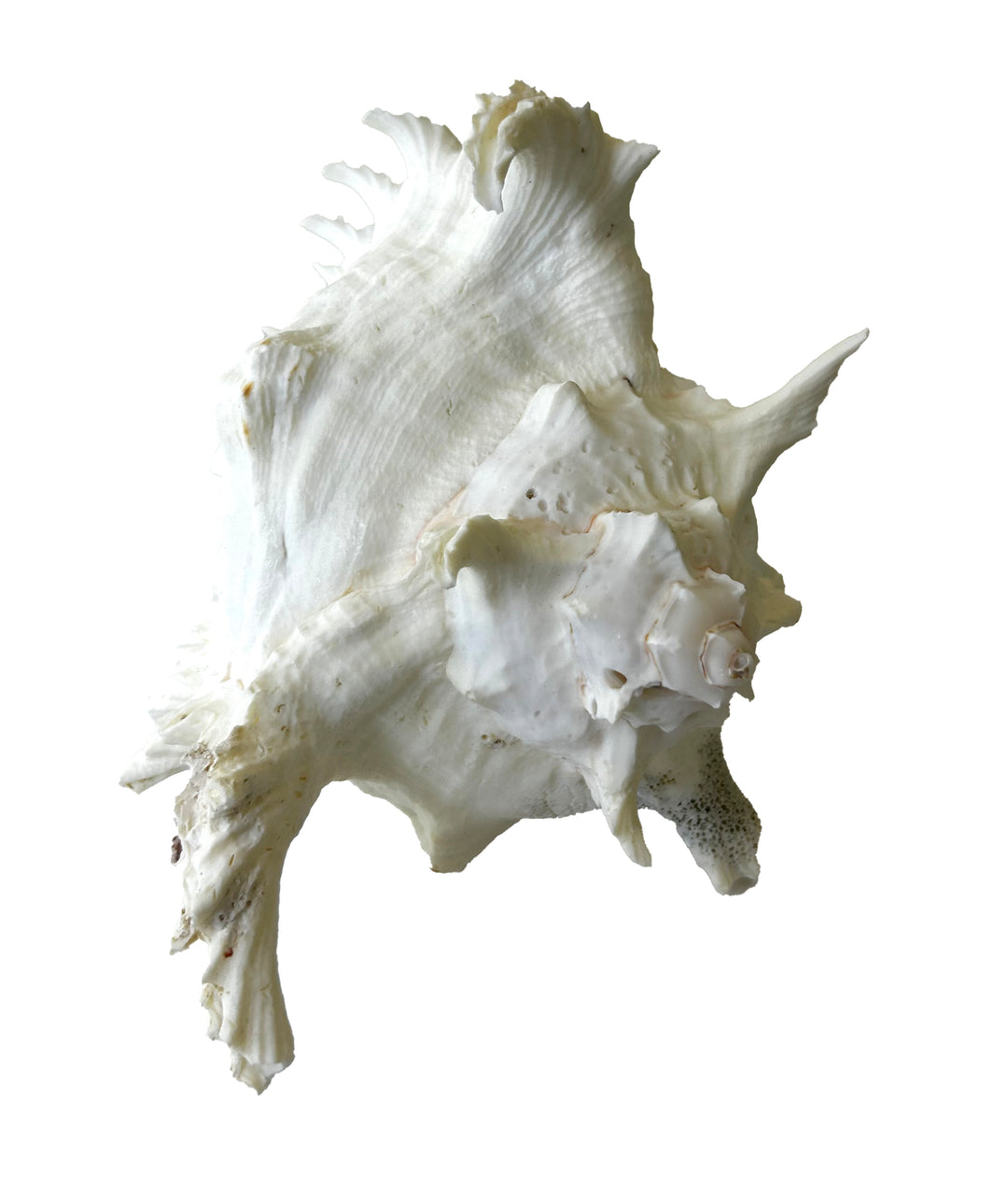 Ramosus Conch Shell