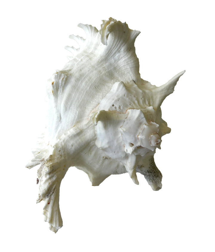 Ramosus Conch Shell
