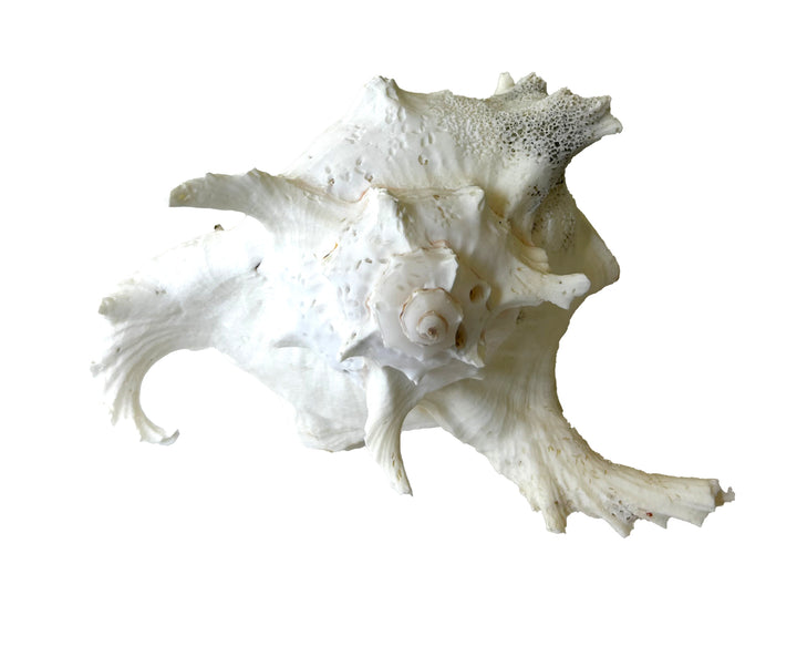 Ramosus Conch Shell