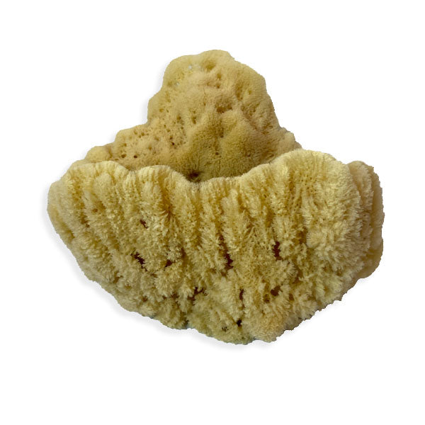 Extra Large Natural Sea Sponge