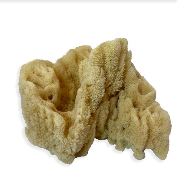 Extra Large Natural Sea Sponge