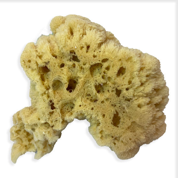 Extra Large Natural Sea Sponge