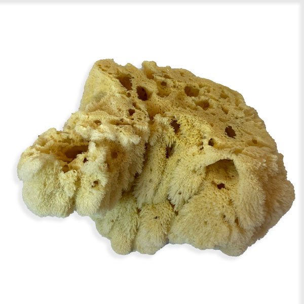 Extra Large Natural Sea Sponge