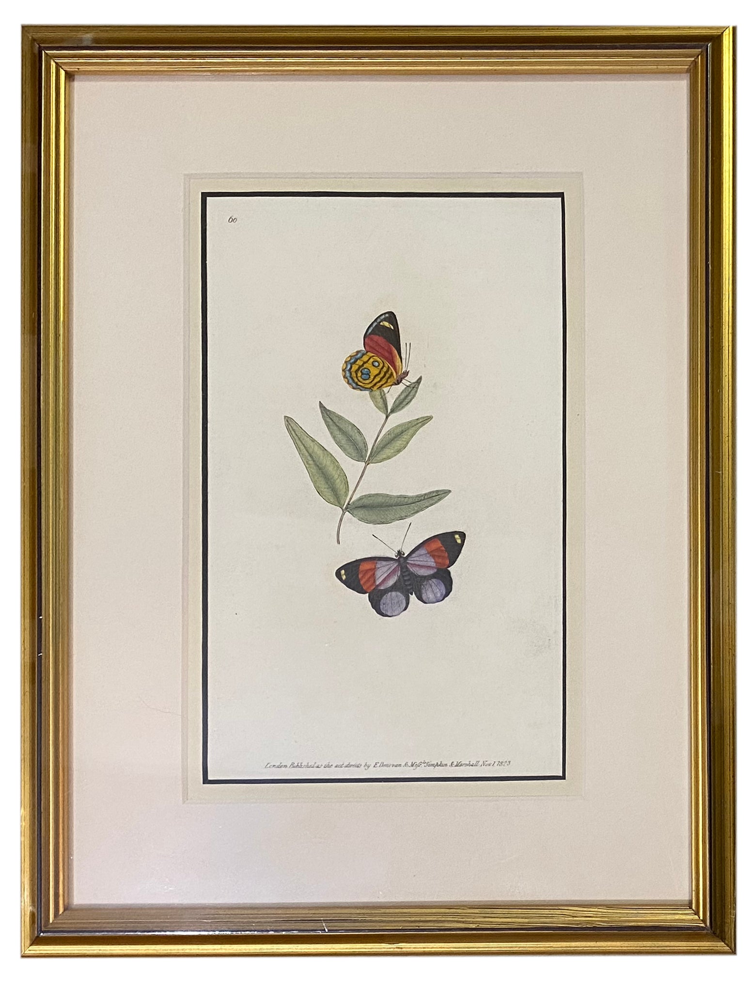 始祖蝶　Ancester’s Butterfly 【肉筆絵画】 Early 19th Century Engraving - Butterfly – Patina Polished Living