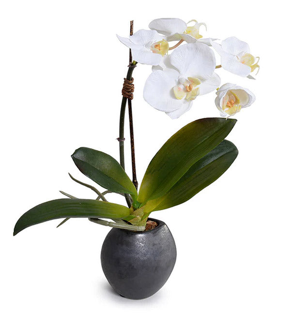 Mini Phalaenopsis in Egg Vase