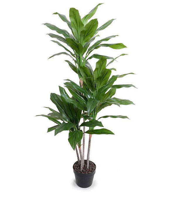 Dracaena Plant