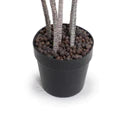 Dracaena Plant