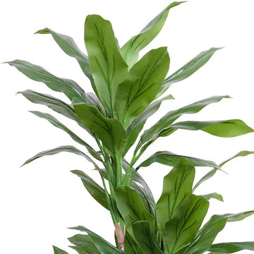 Dracaena Plant