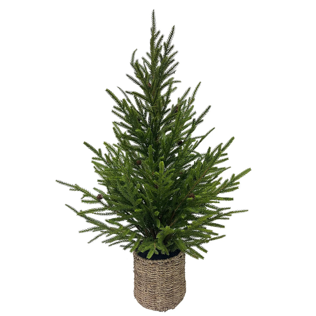 Norfolk Pine Tree in Woven Basket
