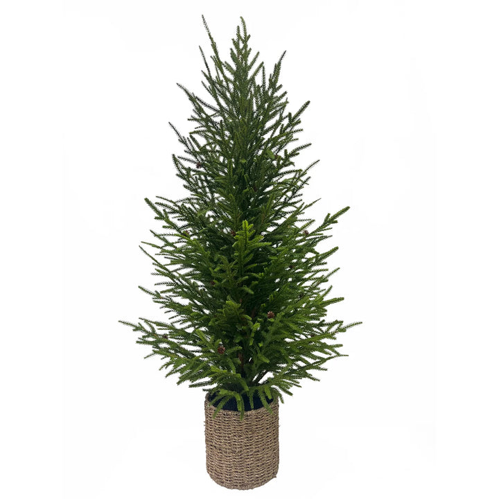 Norfolk Pine Tree in Woven Basket