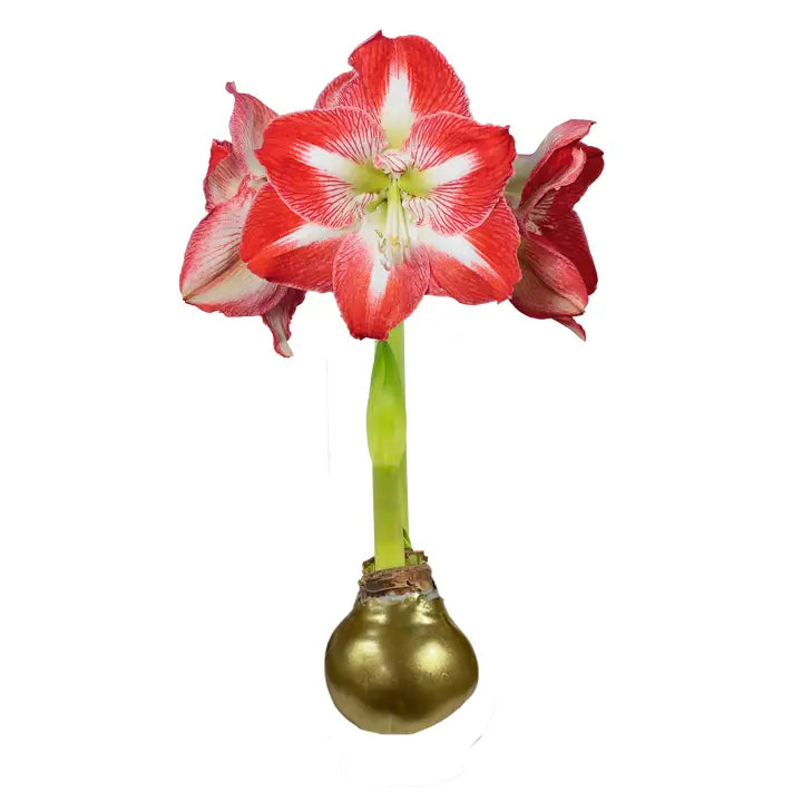 Waxed Amaryllis Bulb