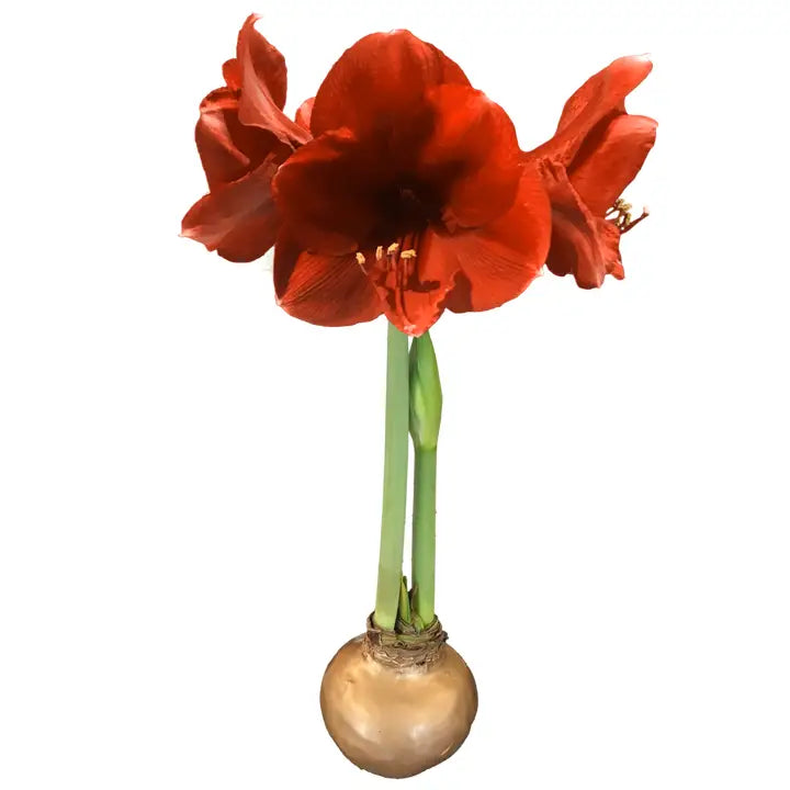 Waxed Amaryllis Bulb – Red Lion