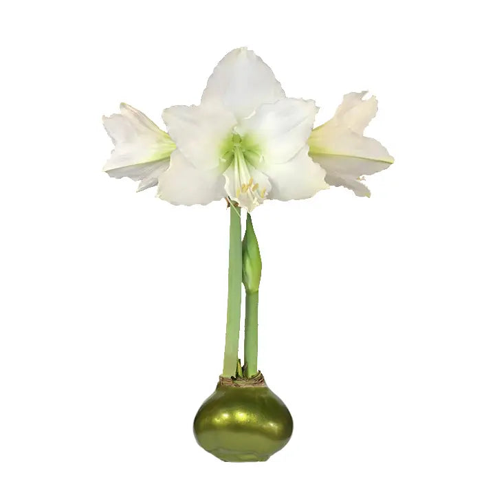 Waxed Amaryllis Bulb – White Flower