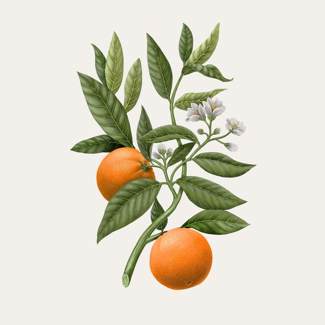 Carrière Frères Botanical Palets