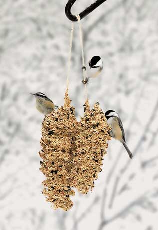 Pinecone Pair